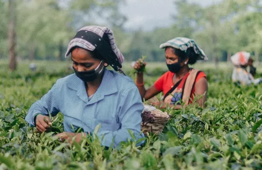 A photo of two South Asian women in a field picking tea leaves.