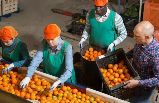 A photo of people working in a food factory processing oranges on a conveyor belt.