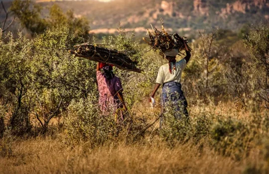 A photo of two African women walking through a field carrying bundles of tree branches on their heads.