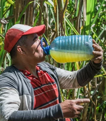 A photo of a middle-aged man in a field of crops, taking a break from the heat by drinking a large bottle of juice.