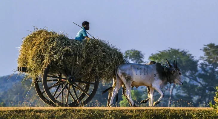 A photo of a man sat on a wooden wagon piled with straw, being pulled by two working cows.