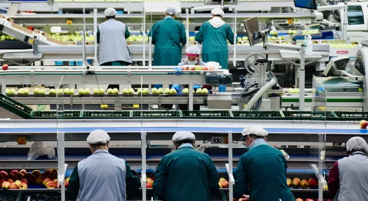 A photo of multiple people in uniform working at conveyor belts in a food factory, sorting apples.