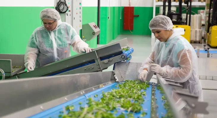 A photo of two women working at a conveyor belt in a food factory.