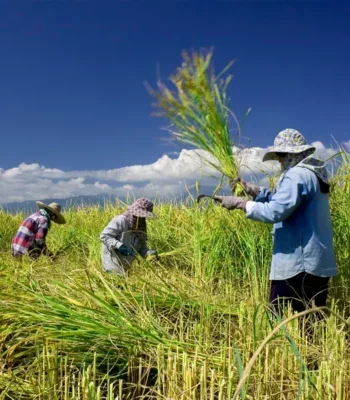 A photo of a group of Asian farm workers harvesting crops.