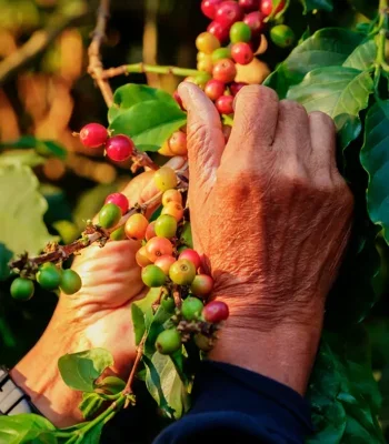 Hand picking berries off a plant