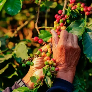 Hand picking berries off a plant