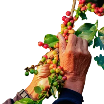 Hand picking berries off a plant