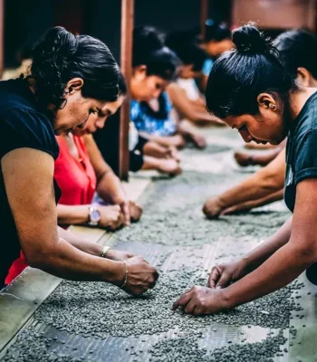 Women in a factory working along a conveyorbelt