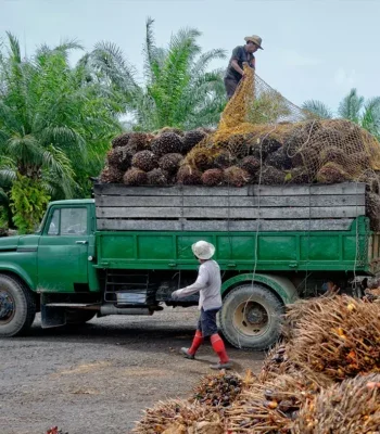 Two men loading fruit on to a truck