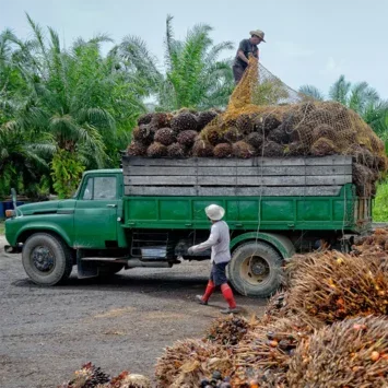 Two men loading fruit on to a truck