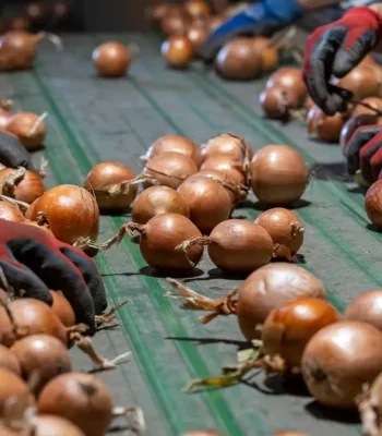 Photo of gloved hands sorting through onions on a factory conveyor belt