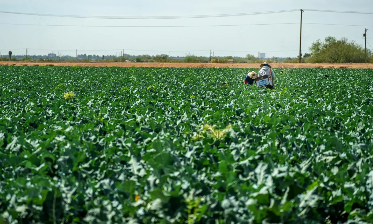 People working in a crop field